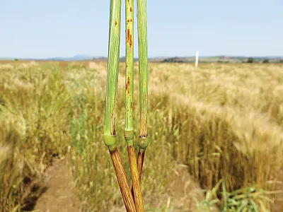 Wheat stems displaying adult plant resistance conferred by the Sr2 gene. Photo courtesy of Z.A. Pretorius.
