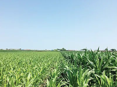 Corn under different fertilization histories at the National Field Observation and Research Station of Hailun Agroecosystems, Northeast Institute of Geography and Agroecology of the Chinese Academy of Sciences. Photo by Lu-Jun Li.