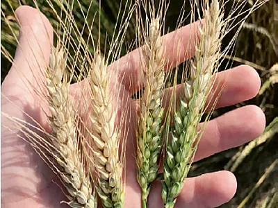 Evaluating four soft red winter wheat heads for Fusarium head blight severity, which represents the percentage of infected spikelets with a bleached appearance, within a wheat head. Photo by Amanda Holder.