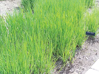 New research in Crop Science reports on the effects of a range of Mn availability on switchgrass. Source: Wikimedia Commons/SEWilco.