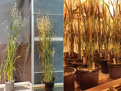 Oat plants growing at a University of Wisconsin–Madison greenhouse under speed-breeding system evaluation. Left: cultivar Antigo at 53 days after planting in the normal (left) and speed-breeding (right) system. Right: night picture of oat plants growing in greenhouse under the speed-breeding system. Photos courtesy of Lucia Gutiérrez.