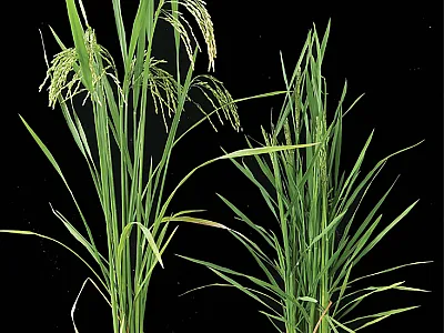 The discovery of the mutant plant s544 provides a new material for the study of the brassinolide pathway and a novel ornament in the balcony scenery of cities. Photo by Sang Xianchun.