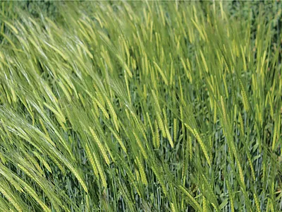 Two-rowed barley line under the Egyptian conditions.
