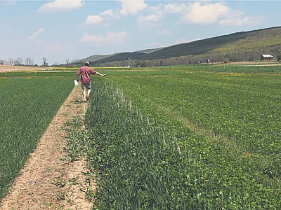 Lead author of the study Charlie White walks a handheld NDVI sensor across a cover-cropped field to estimate cover crop biomass N content in the spring. Photo by Natalie Lounsbury.
