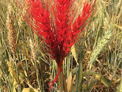 A visually selected plant from a spring wheat pre-breeding population at CIMMYT's experimental station in Ciudad Obregón, Sonoram Mexico.