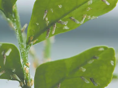 Citrus greening, one of the most significant citrus diseases, was first detected in Florida in 2005. It is spread by the Asian citrus psyllid (ACP), its insect vector. Photo courtesy of R. Anson Eaglin, USDA-APHIS