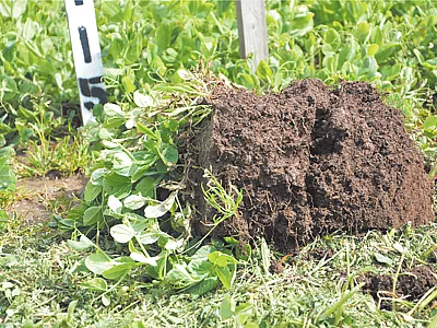 While global agriculture accounts for nearly a quarter of greenhouse gas emissions worldwide, when sustainable agricultural practices are put into action, farmed soils have the potential to be a significant carbon sink. Photo courtesy of NRCS Oregon.