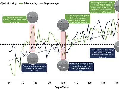 Depiction of a false spring (green line) compared with a typical spring (blue line) in terms of air temperature and day of the year. The 30-year average temperature (gray line) is included for a reference point, along with potential direct and indirect responses to each type of spring. Data from NDAWN (https://ndawn.ndsu.nodak.edu/) were manipulated by the authors to create conceptual figure.