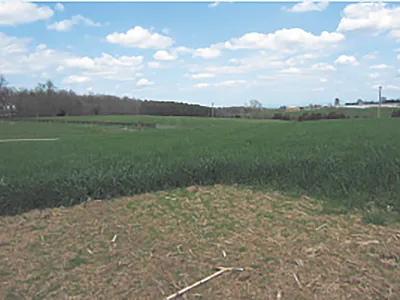 Plots without cover crops next to actively growing cover crops.