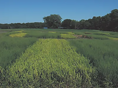 Pennycress and winter camelina near the ripening stage in early June at the USDA Swan Lake Research Farm. Photo by Cody Hoerning.