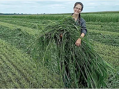 Harvested forages from a field of sudangrass and alfalfa in southwest Quebec. Photo by Caroline Matteau.