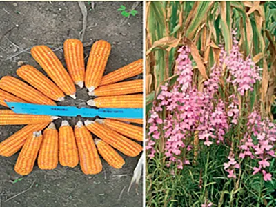 Cobs of some Provitamin A extra-early maize hybrid (left) and a heavily infested Striga maize field (right).