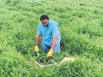 Lead author of the study, Dr. Gurbir Singh, collecting hairy vetch cover crop biomass samples before termination of cover crops. Photo by Gurpreet Kaur.