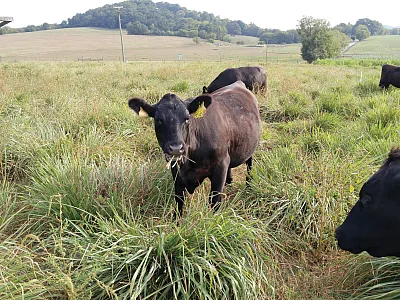 Heifers grazing eastern gamagrass during late summer drought. Although nutritive values are reduced by September, ample forage remains available.