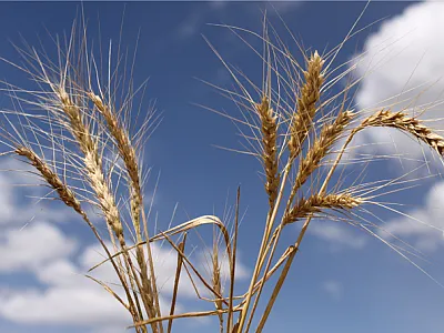 Wheat spikes affected by stem rust (left) compared with relatively healthy spikes (right). Photo by Petr Kosina/CIMMYT.