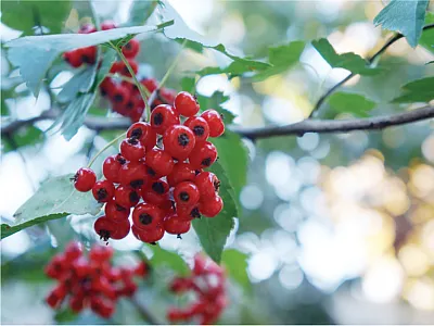 Source: UC Davis Arboretum and Public Garden.