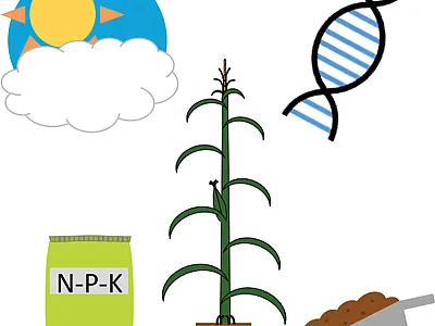 Advances in technology, methods, and datasets should allow for more accurate phenotype predictions based on genetic, environmental, and management data. Illustration courtesy of Jacob Washburn.
