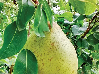 ‘Rocha’ pear harvest in Southern Brazil, 2017. Photo courtesy of P.B. Sete.