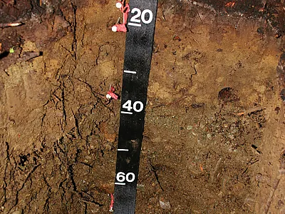 Tuxekan soil (Spodosol). Photo courtesy of David D’Amore.