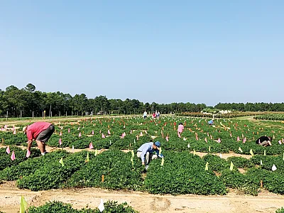 On the move for stem rot inoculation. Photo courtesy of Peggy Ozias-Akins.