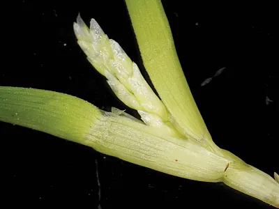Seedhead emerging from sheath of annual bluegrass. Photo courtesy of Matthew Elmore.