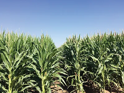Corn plants at the productive stage grown at Bushland, TX. The picture shows no difference in plant height between late June planting (left) and mid-May planting (right). Photo courtesy of Qingwu Xue, Texas A&M AgriLife Research, Amarillo.