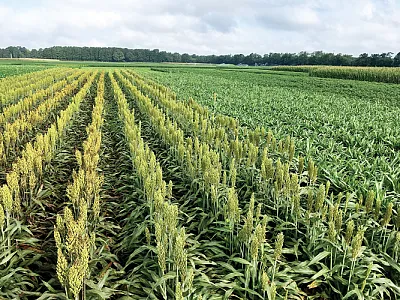 Plot layout for the experiment with five summer crops planting at two dates within the normal planting window and following wheat harvest. Photo courtesy of David Jordan.