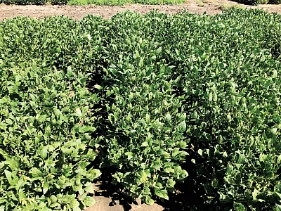 A field view of tepary bean at 55 days after planting at the USDA-ARS Grazinglands Research Laboratory, El Reno, OK. Photo courtesy of Dr. Gurjinder Baath, Oklahoma State University.