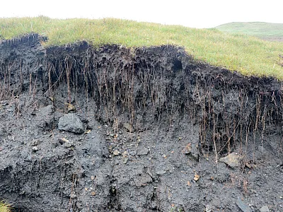 Soil profile beneath the alpine meadow.