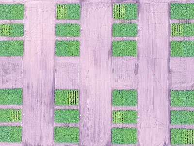 Aerial image of the study plots showing visible differences in crop N status resulting from imposed N treatments. Photo by Tyler Nigon.