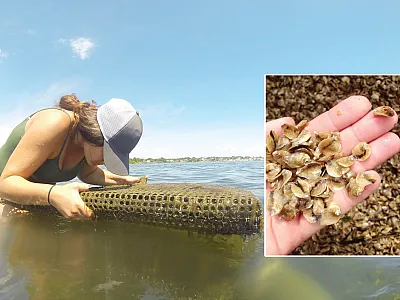 Left: Graduate student Chelsea Duball patiently counts the number of oysters contained in each aquaculture bag to calculate average stocking density values. These bags are used to confine the oysters to a single area, helping to control their population density and to protect them from environmental threats. Photo by Annie Ragan. Right: Baby oysters are grown in confined oyster upwelling systems until they reach mature size and are ready to be exposed to the elements on an oyster farm. Photo by Chelsea Duba