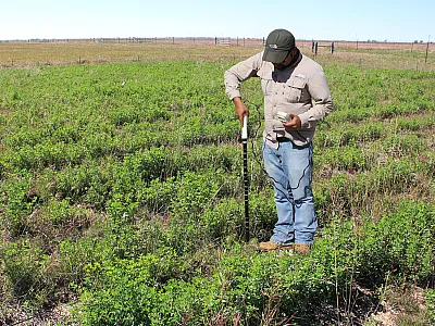 Researcher measuring soil volumetric water content using a portable PR2 capacitance probe between two alfalfa rows in Texas.