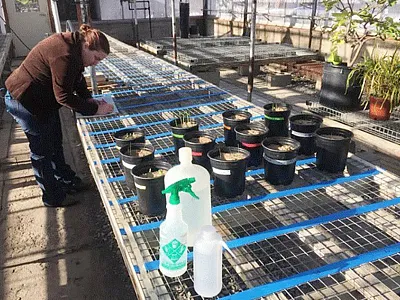 Graduate student growing plants in the greenhouse.