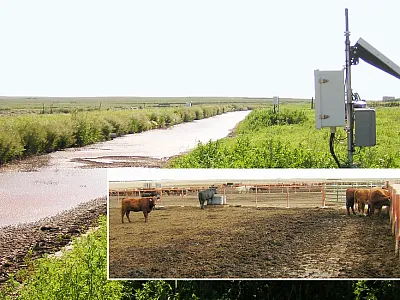 Backdrop: Example of beef feedlot runoff containing manure solids. Systems are designed to remove most of these solids prior to application to cropland. Inset: Example of feedlot pen surface with excreted manure solids containing unmetabolized and metabolized antibiotics. Precipitation carries these solids to holding ponds for partial treatment before being applied to cropland. Photos by Dr. Bryan Woodbury.