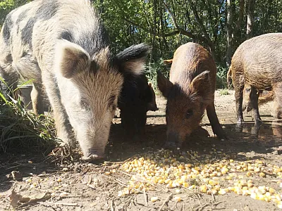 Wild pigs within the paddock, enjoying lunch. Photo credit: Jane Dentinger.