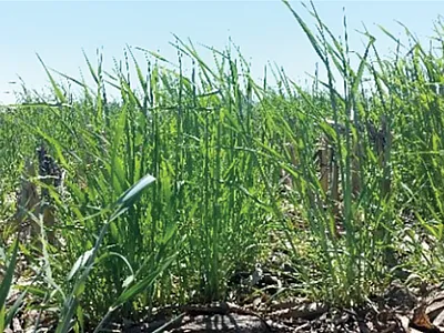 Cover crops at termination time in spring at Mead, NE. Photo courtesy of Sabrina Ruis.