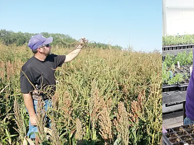 Mike Eckroat (former ag technician) collecting Palmer amaranth seeds from a sorghum field (left) and Vipan Kumar (weed scientist) observing a Palmer amaranth population treated with mesotrione in a greenhouse at Kansas State University Agricultural Research Center, Hays, KS (on right).