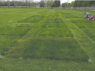 One of several fine fescue research experiments at Purdue University investigating establishment, management, and conversion barriers of fine fescues comparison with other cool-season turfgrasses. Photo by Ross Braun.