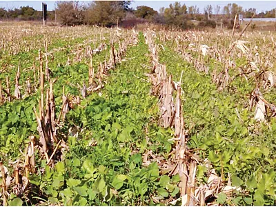Cover crop species and termination method directly impact phosphorus release from cover crop tissue. To promote water quality, producers should strive to minimize the potential impact of cover crops as a source of phosphorus loss through careful species selection and limiting exposure to freezing conditions.