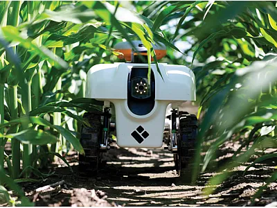TerraSentia robot, from the University of Illinois at Urbana-Champaign, navigating under the crop canopy to collect plant phenotypic data to assess plant health and traits for breeding decisions. Photo courtesy of Claire Benjamin, University of Illinois.