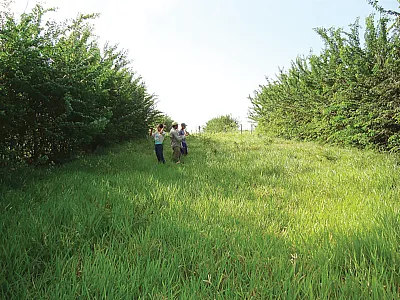 Pure signalgrass pasture at Itambé Experimental Station in Brazil. Photo by J.S. Ferreira.
