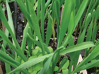 Two-week-old seedlings of rye (Secale cereal L.) inbred line D33 co-cultivated with berseem clover. Photo by Monika Rakoczy-Trojanowska.