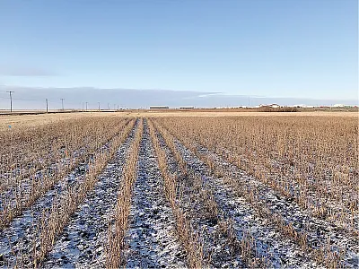 Sometimes it snows during harvest when you are growing soybeans in the Canadian Prairie province of Manitoba. What agronomic factors need to change for new short-season cultivars? A recent publication in Agronomy Journal asks this question and looks at the impact of starter nitrogen fertilizer on soybean yield, quality, and nitrogen fixation. Photo by Virginia Janzen.