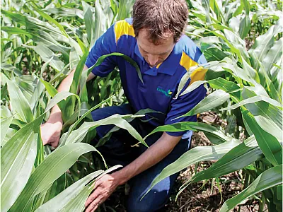 South Dakota Extension Soil Fertility Specialist Jason Clark evaluating corn growth in the fertilizer-nitrogen rate project. Photo by Sadie Vander Wal.