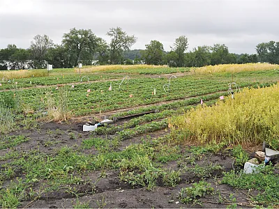 Water quality impacts were compared in fall-planted winter oilseed–soybean intercropping systems (shown here in late June) with other cover-cropped and fallow systems. Photo courtesy of Carrie Eberle.