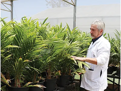 Manoel Teixeira Souza Junior with oil palms in the greenhouse. Photo by Vania Souza.