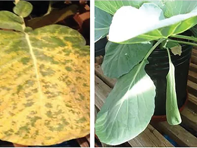 Symptons of ammonia toxicity in old leaves of broccoli (first two panels starting on the left) and cabbage (last two panels).