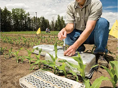 USDA-ARS soil scientist Rodney Venterea (foreground) and technician Jason Leonard collect gas samples from chambers used to measure flux of nitrous oxide and other greenhouse gases from experiments in a Minnesota corn field. Photo by Stephen Ausmus.