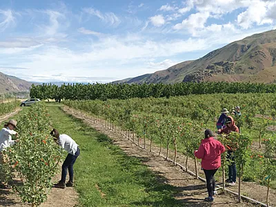 Phenotyping replicated apple population for susceptibility to the bacterial disease fire blight (Erwinia amylovora). Photo by Sarah Kostick, Washington State University.