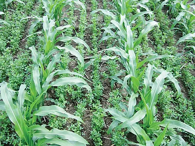 Interseeded corn and alfalfa grow side by side in Wisconsin. Photo by Will Osterholz.